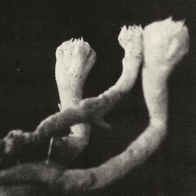 PRE-ORDER: Lauten der Seele "Unterhaltungen mit Larven und Uberresten" LP + 7" (Indie Exclusive)