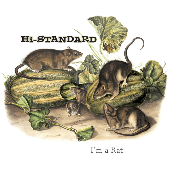 Hi-Standard "I'm A Rat" 7" (Picture Disc)