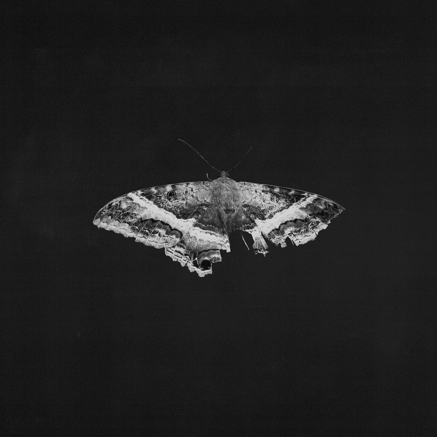 Kendrick Lamar "To Pimp A Butterfly (10 Year Anniversary Edition)" LP (Indie Exclusive Black Vinyl & Alternate Artwork)