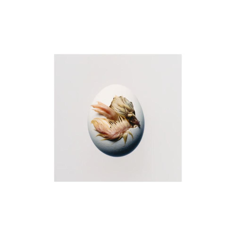 PRE-ORDER: Shygirl "SWALLOW!" CD