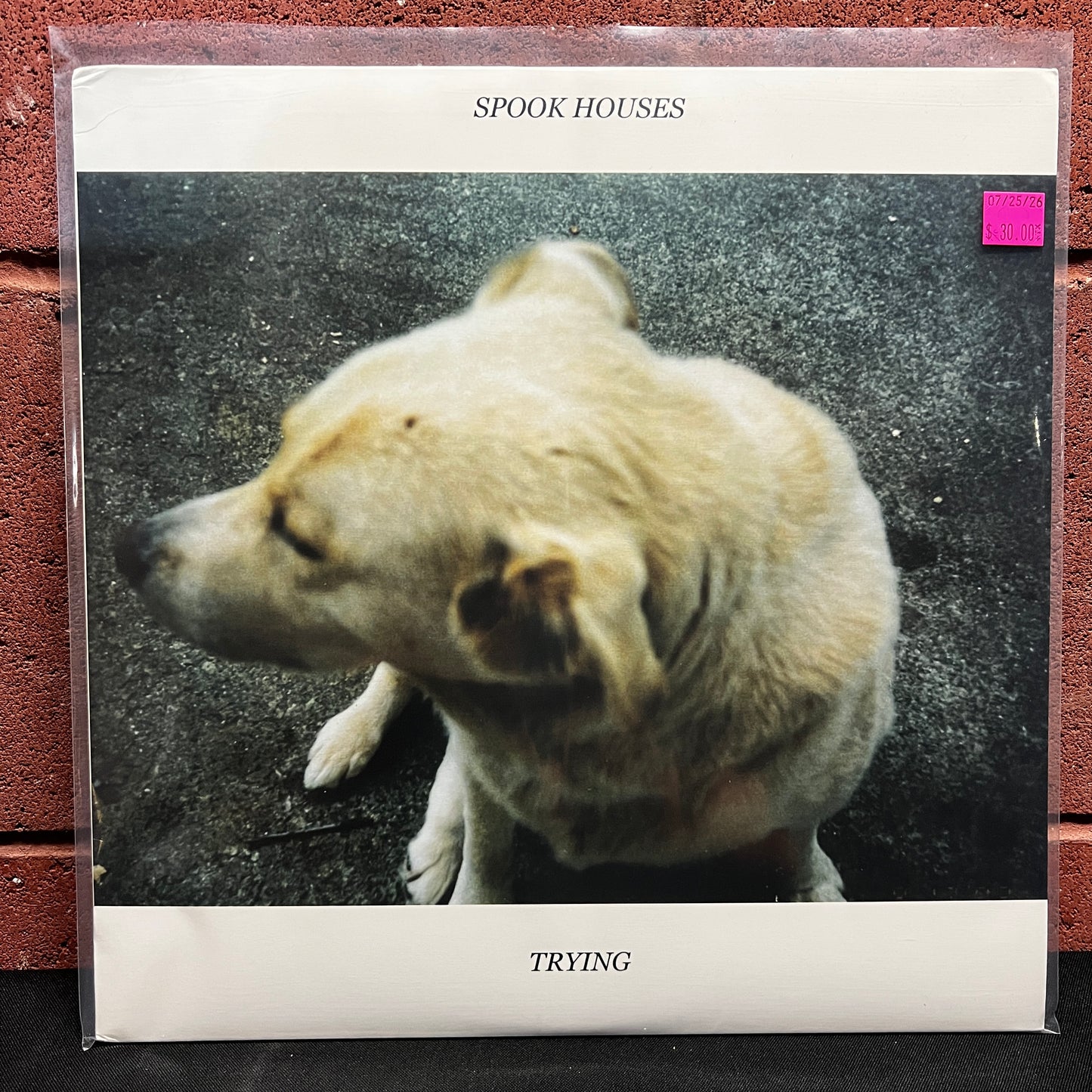 Used Vinyl: Spook Houses "Trying" LP (2012 Press)