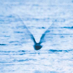 Ryo Fukui "Mellow Dream" LP